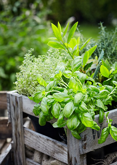 Association de plantes aromatiques - les bonnes idées